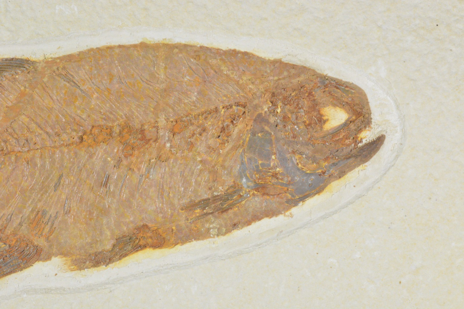 Eohiodon falcatus, Mooneye, Fossil Fish, Green River Formation, Wyoming