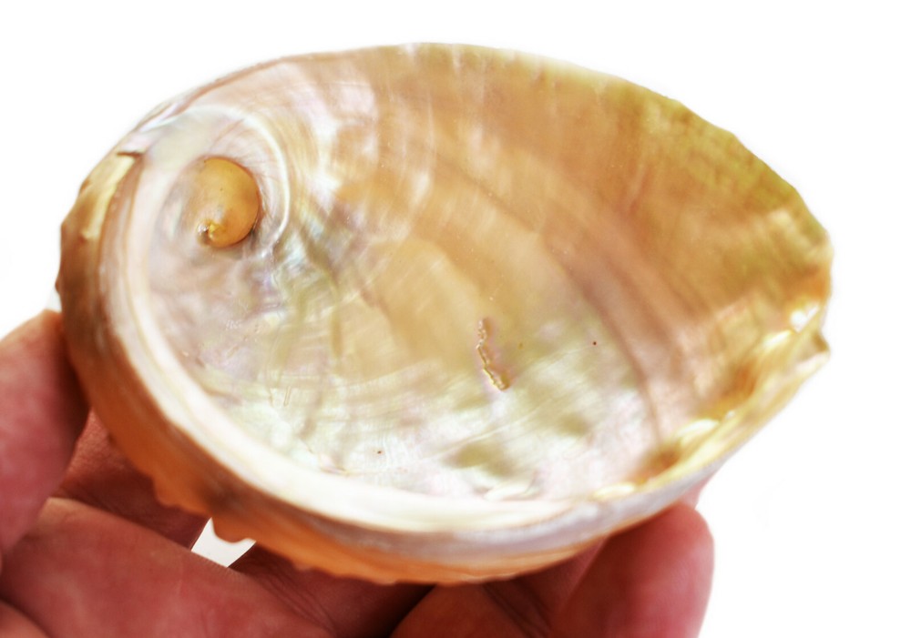 Silver Abalone Shell 3 1/2" - 4" Smudging Beach Cottage Decor Nautical Coastal