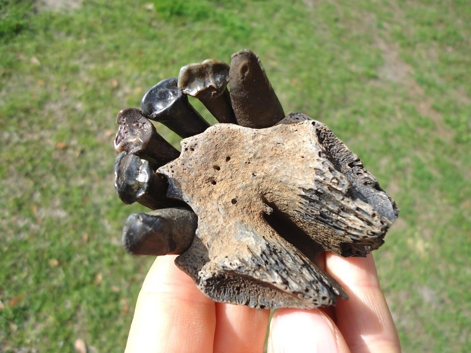 ONE OF A KIND TAPIR PREMAXILLA w/ TEETH FLORIDA FOSSIL ICE AGE EXTINCT JAW SKULL