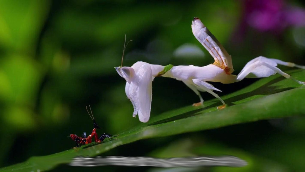 Orchid Mantis Eggs with a Free Observation Hatching Pack (1 Eggshell) – Equipped