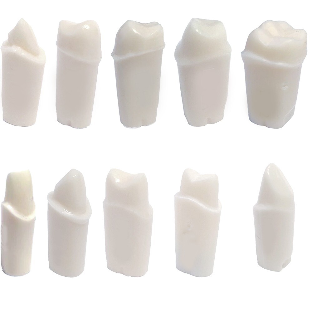 Crown Prepped Ivorine Teeth For Typodont 200 - 5 or 10 PACK Compatible w Nissin