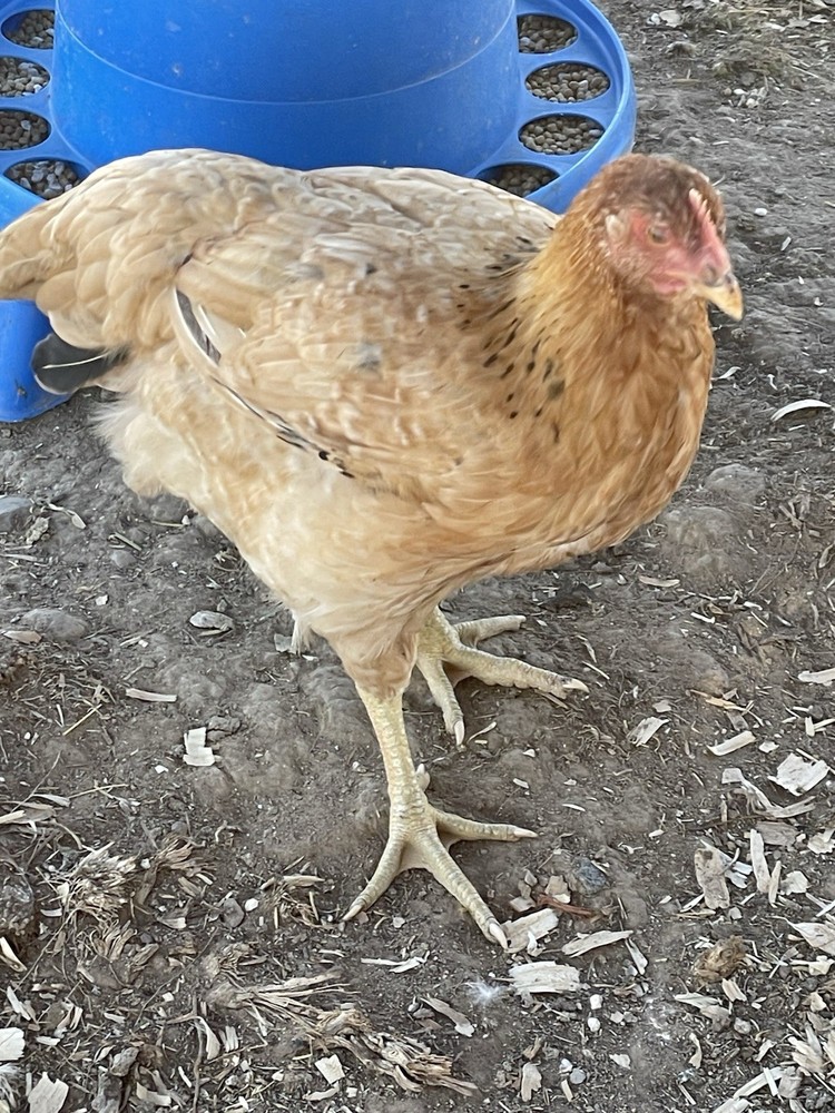 12+ Barnyard hatching eggs