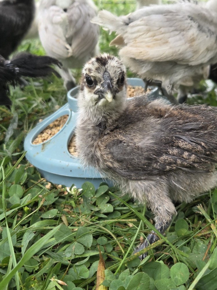 6+ Silkie Fertilized Eggs