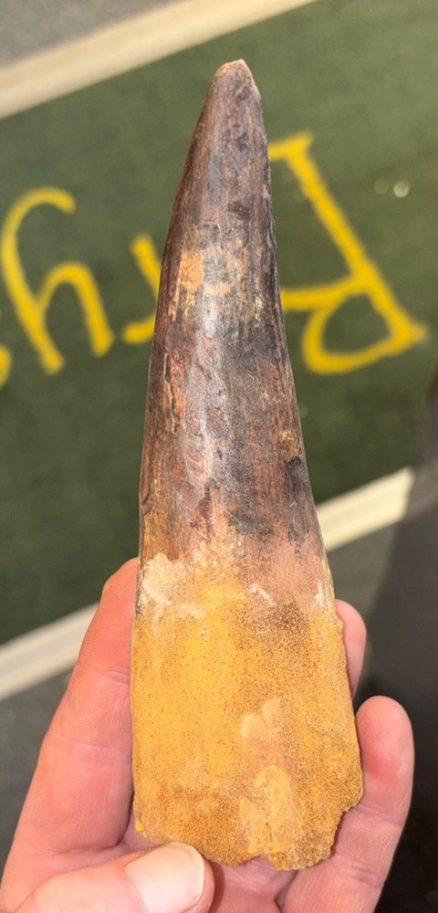 Authentic 6” Spinosaurus Tooth Fossil