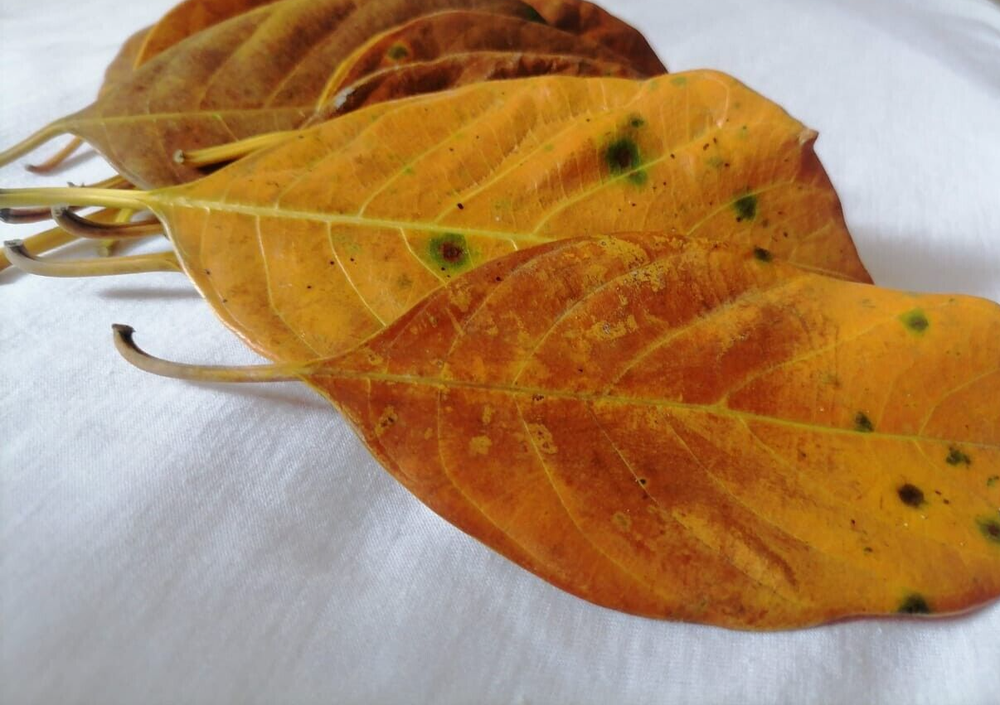 Natural Dried Jack Fruit 60pcs Leaves