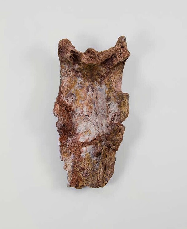 Rare Fossil Fish Cranium From Morocco