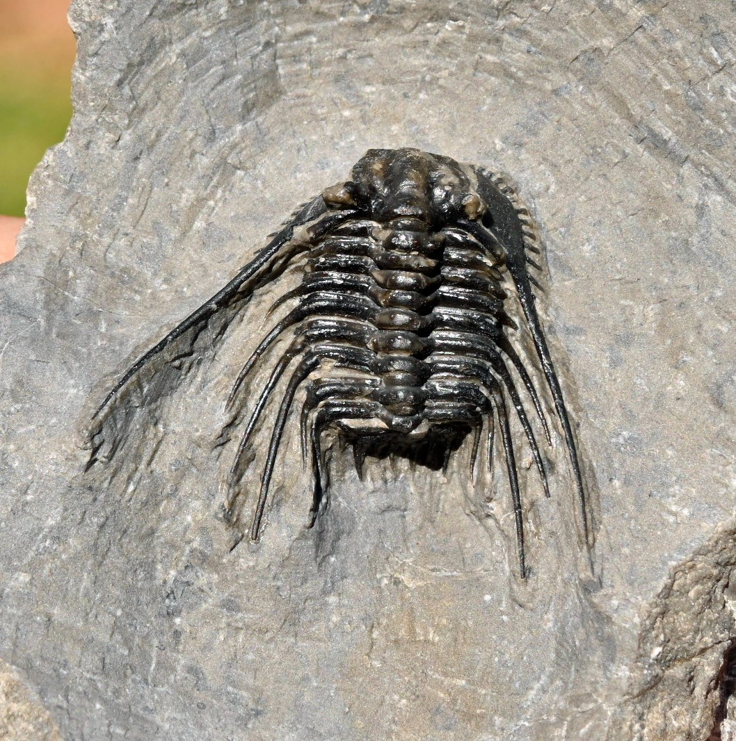 Trilobite Fossil, Leonaspis sp., from Morocco #1