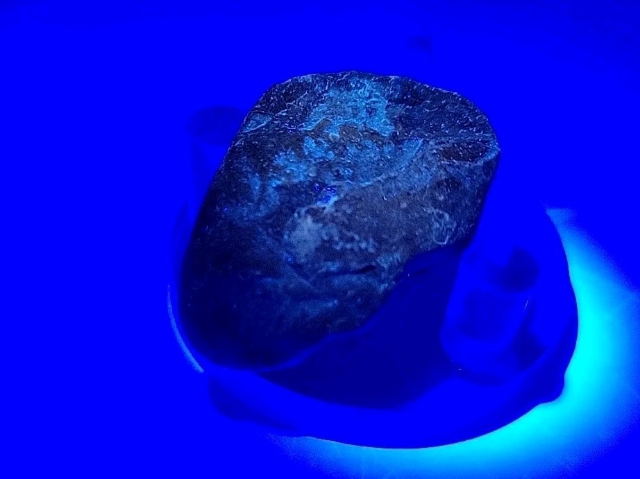 Real Permineralized Reptile Egg Fossil