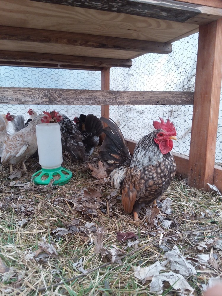 10+ Fertile Serama Chicken Hatching Eggs