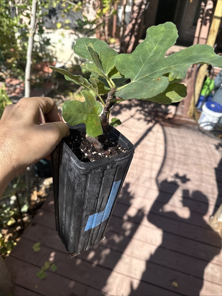 Chicago Hardy Fig Tree