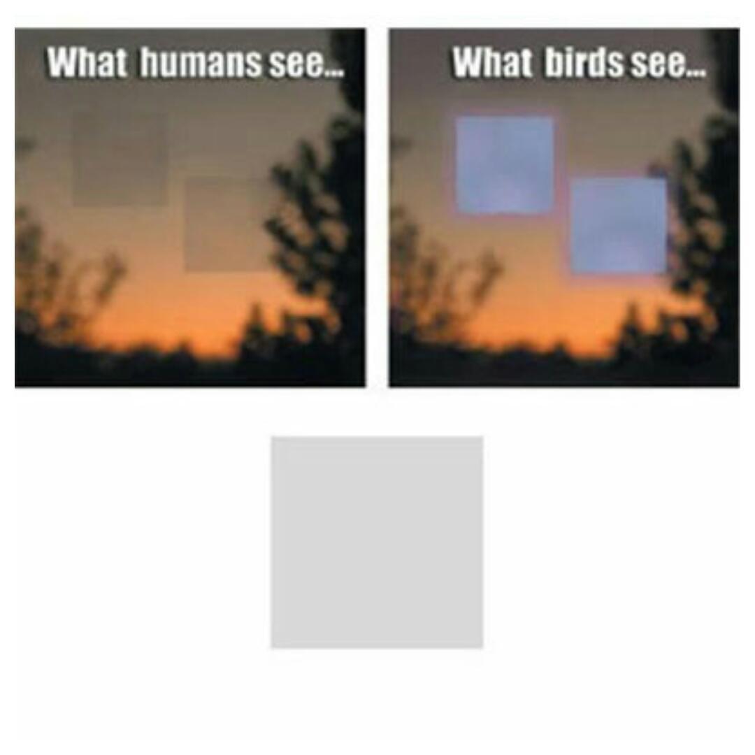 WINDOW ALERT ANTI-COLLISION DECALS CLINGS SQUARE SAVE BIRDS PREVENT STRIKES