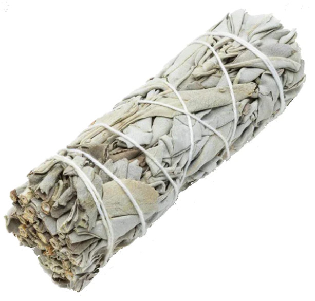 White Sage - 5" to 6"