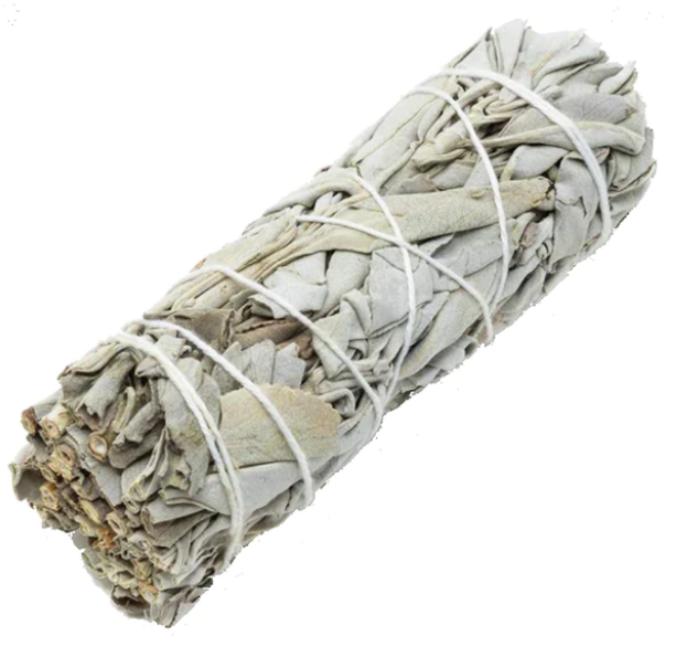 White Sage - 5" to 6"