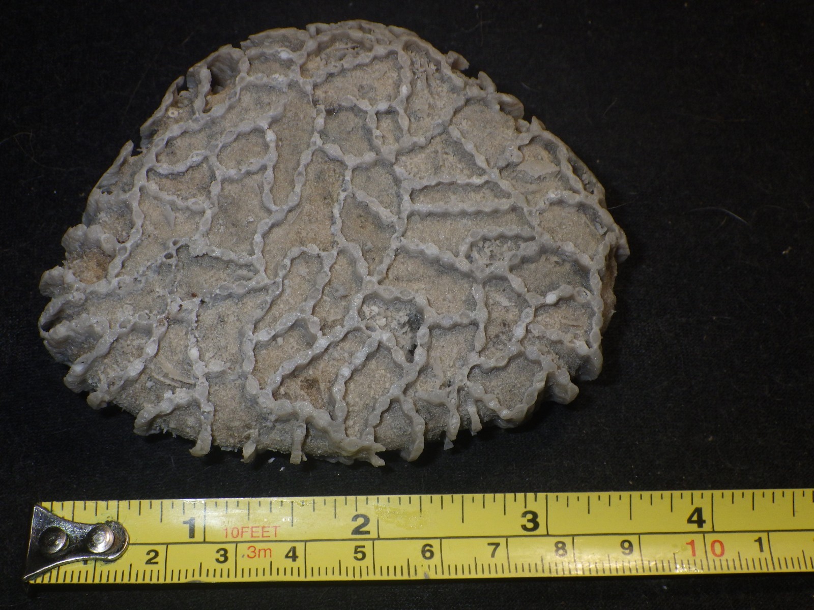 Chain Coral Halysite