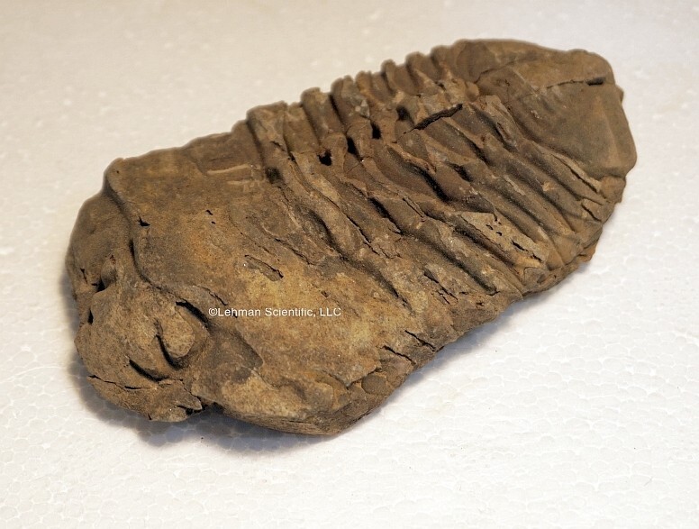 Trilobite Fossil, 137gm.