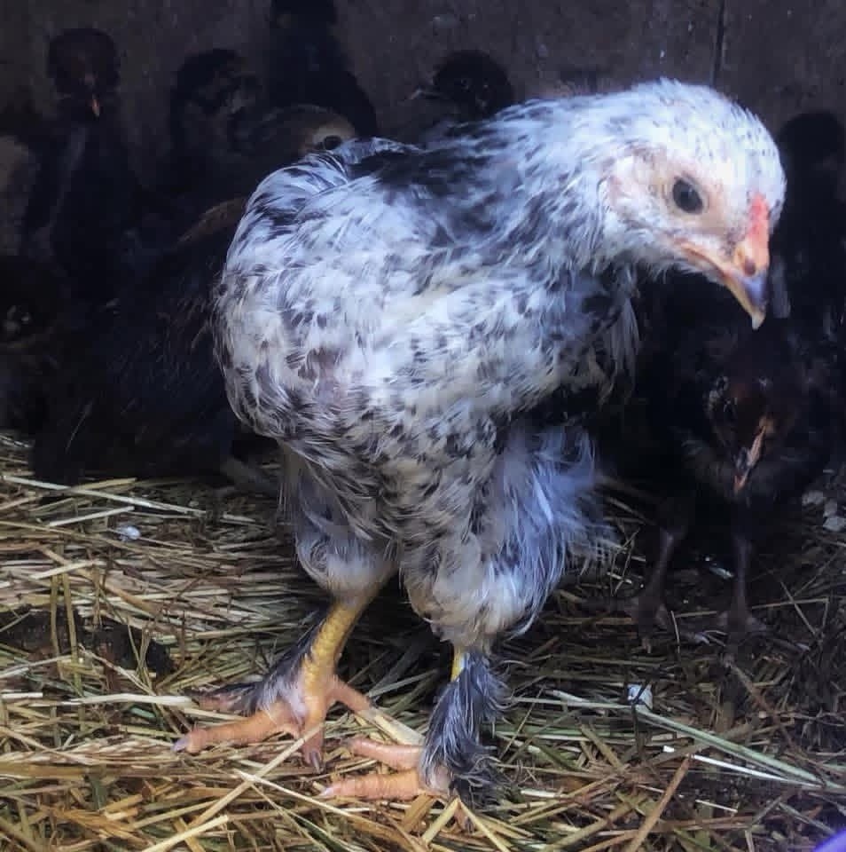 18+ Multi-Generational Olive Egger Hatching Eggs F1-F3