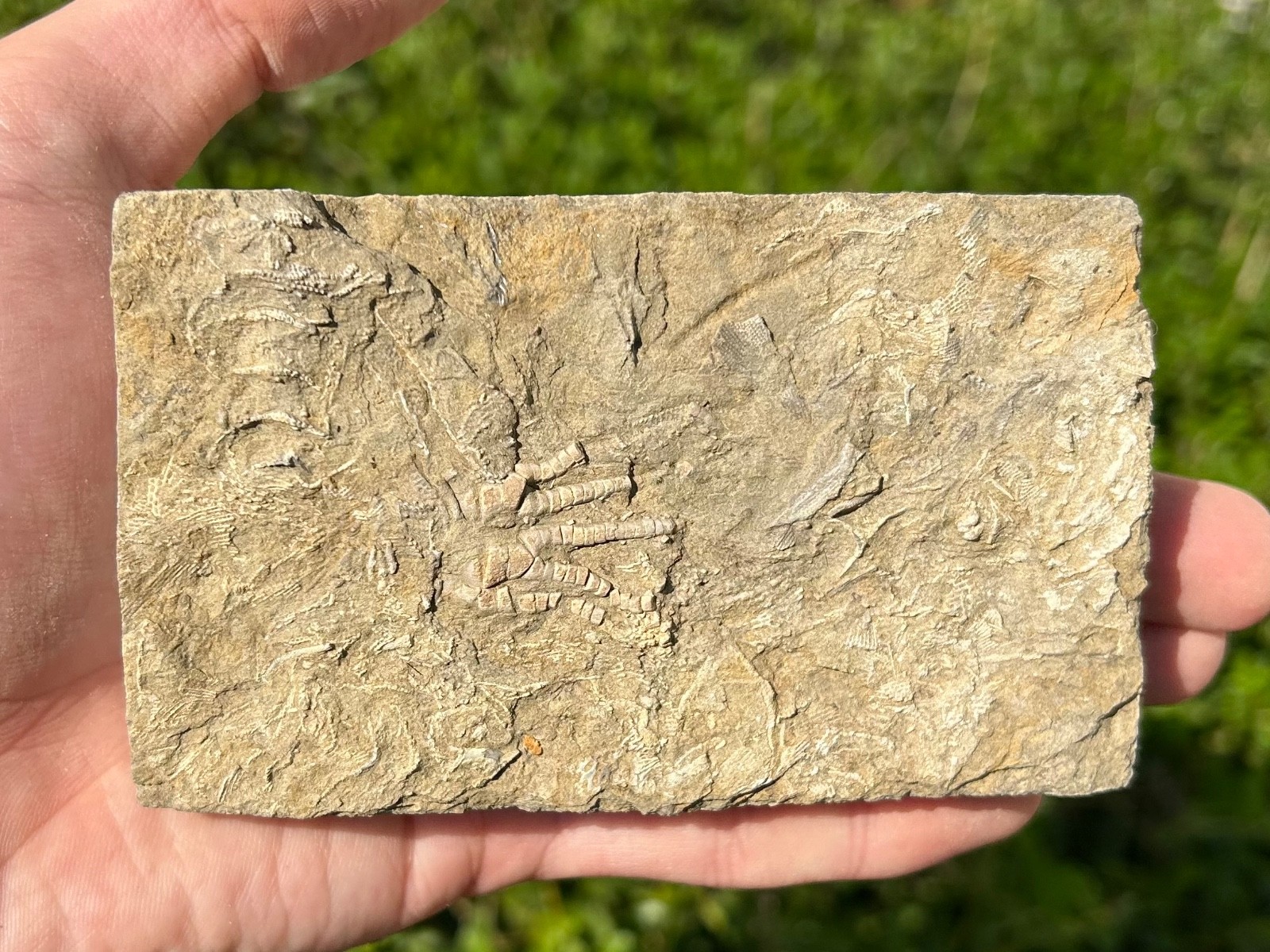 NICE Fossil Crinoid in Matrix Cymbiocrinus Alabama Bangor Limestone Formation