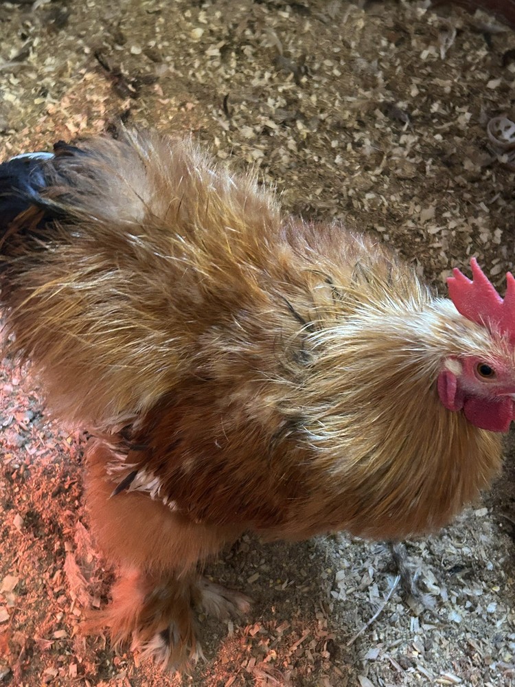 Bantam Cochin Eggs