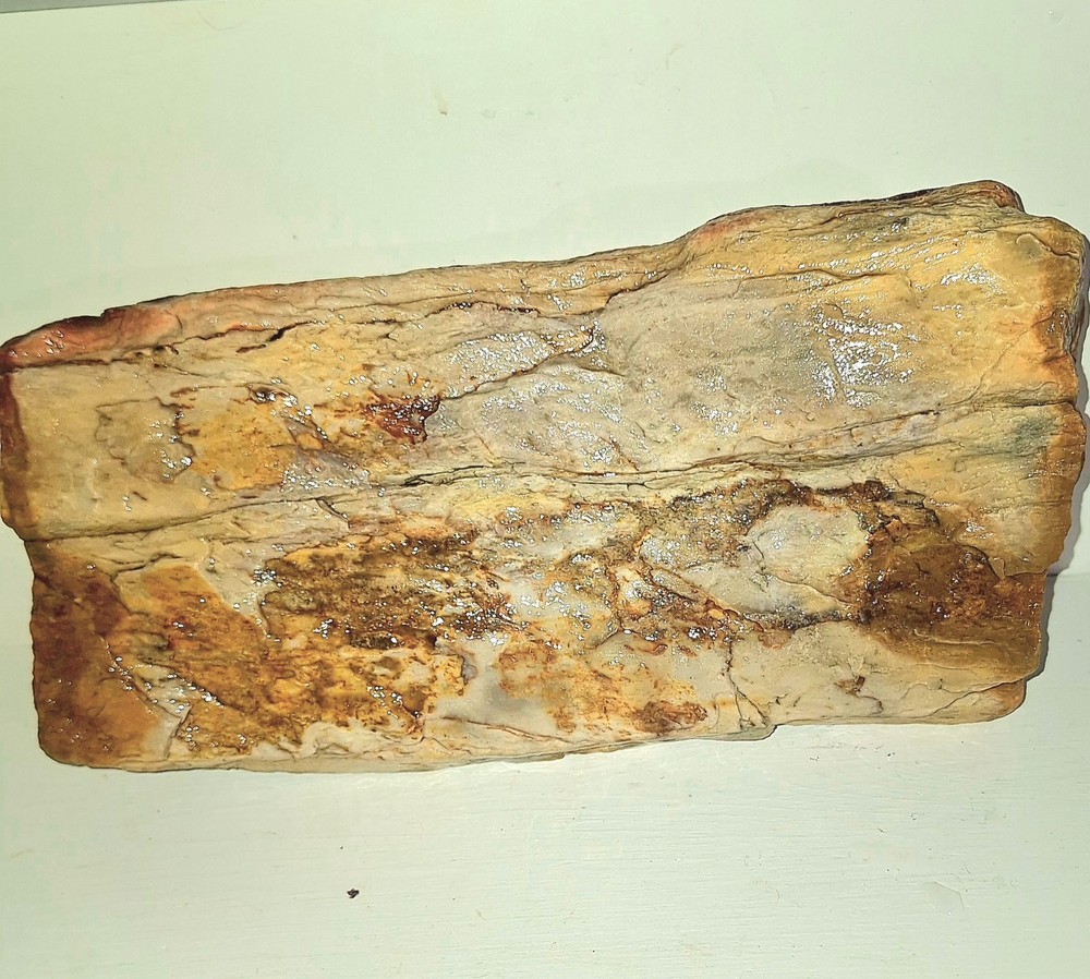 Petrified Wood