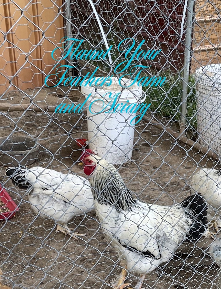 white and buff brahma hatching eggs $45 for 12 eggs