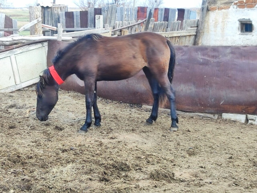 Satellite GPS Tracker for Animals | No Cellular Coverage Needed - SmartOne C