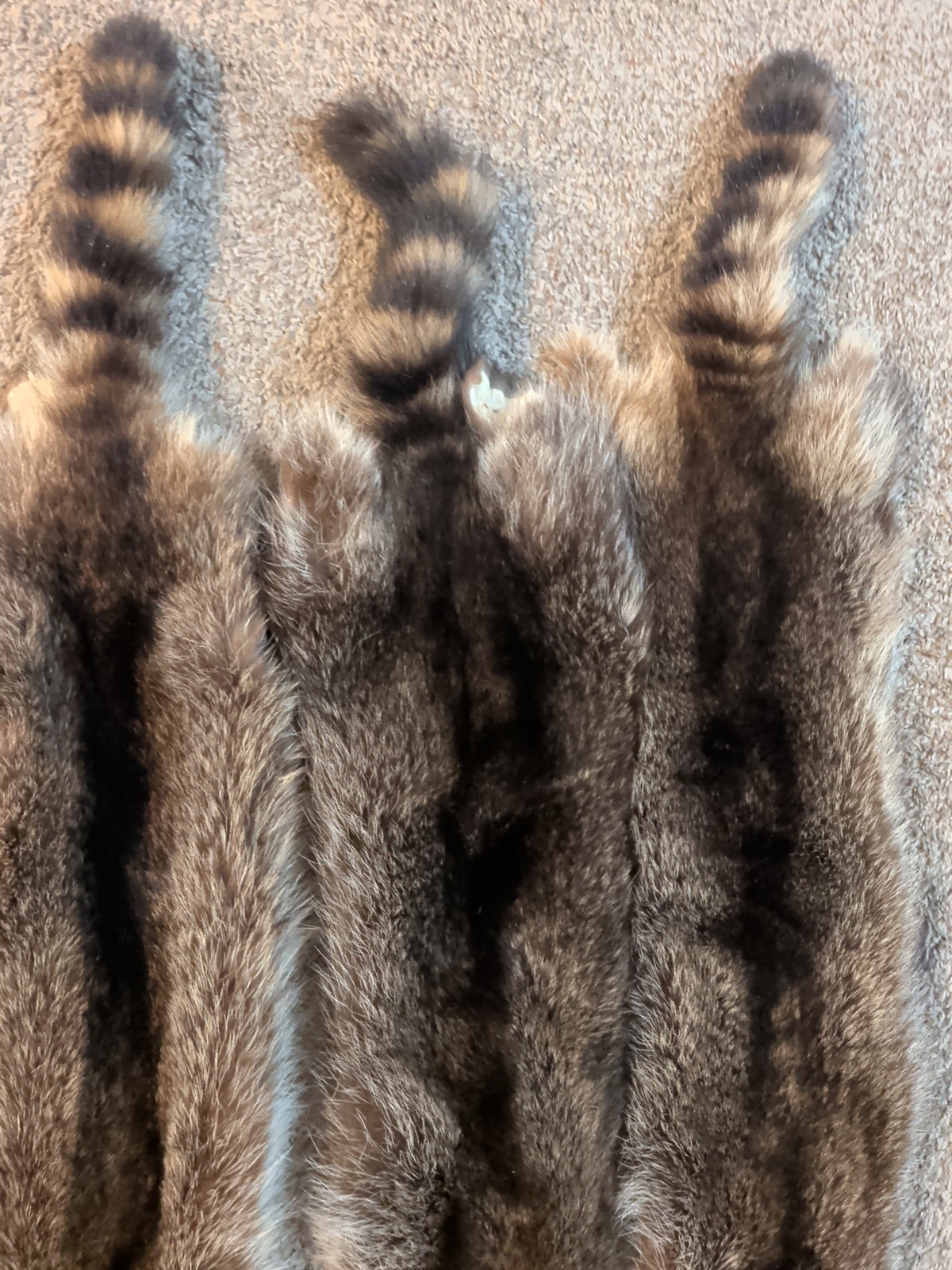 Newly Tanned Wild Large Racoon pelts~Country Fur Cabin Craft Fur~NICE! Soft!!