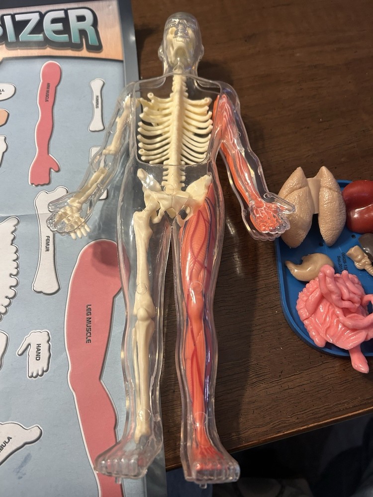 Smart Lab Squishy Human Body