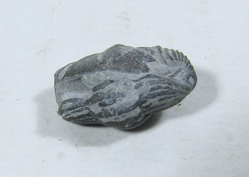 Eldregeops Trilobite #32