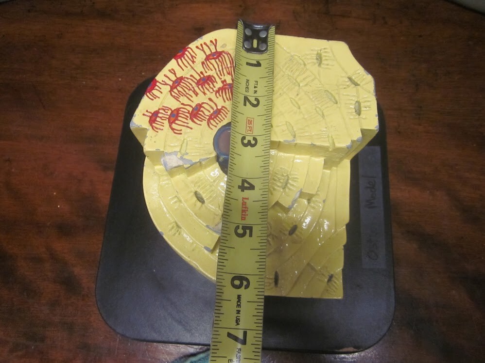 Vintage 1941 Mueller Human Bone Structure Osteon Model