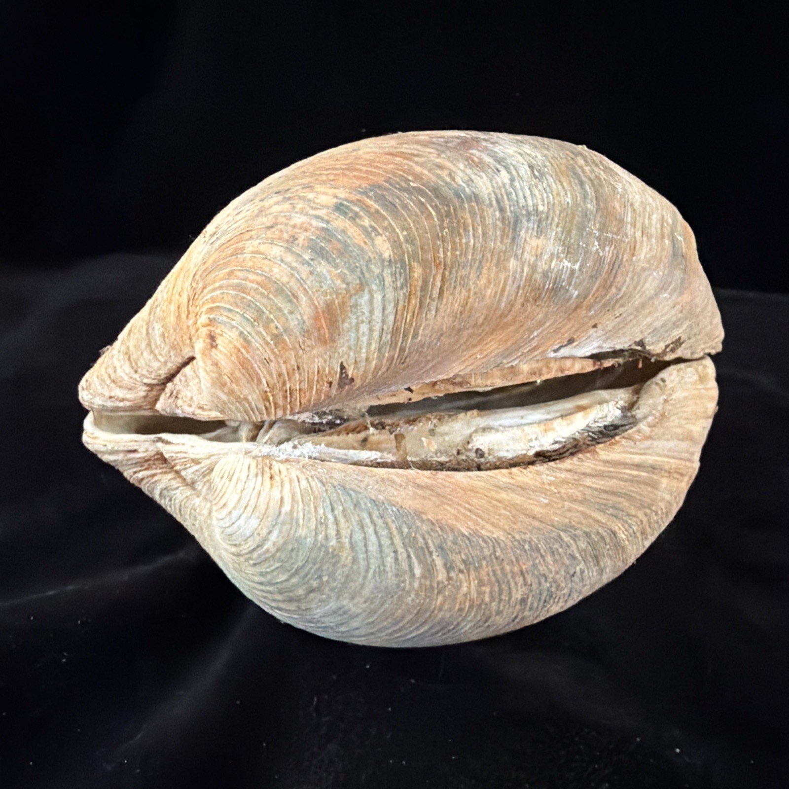 Giant Surf Clam Sea Shell 121.0mm X 127.4mm No Data (E874)