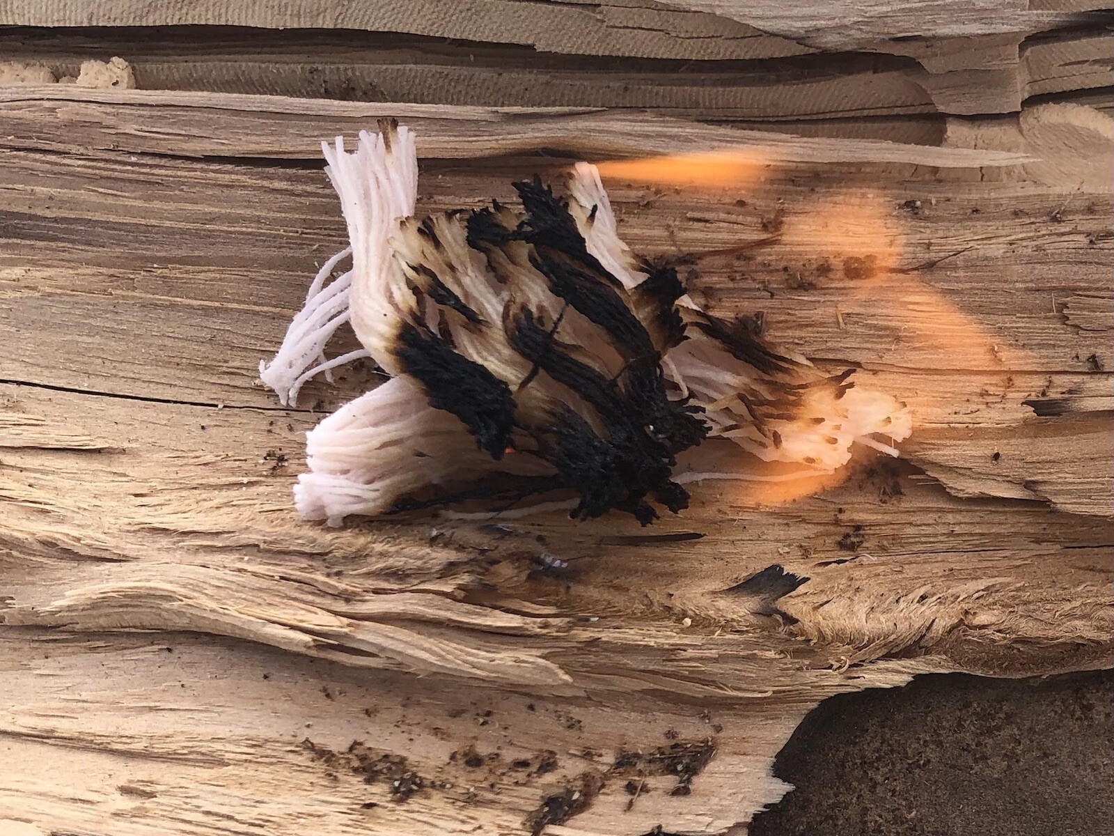 Southwest Survival - Fire Rope - (10) 3.5” 100% Cotton Infused Fire Starters.