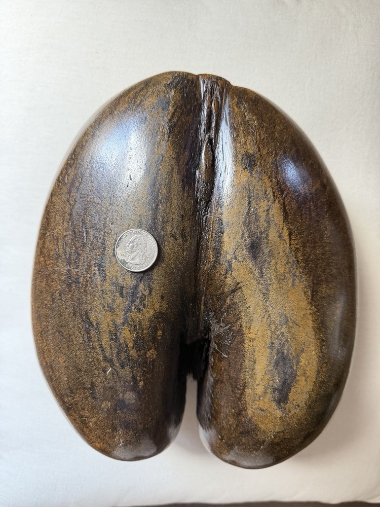 Coco De Mer Coconut, Seychelles Coconut