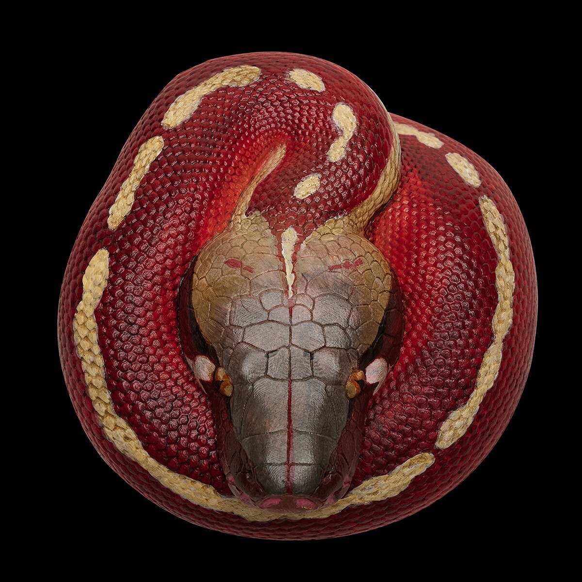 【In-Stock】 Animal Heavenly Body Blood Python brongersmai Snake Statue