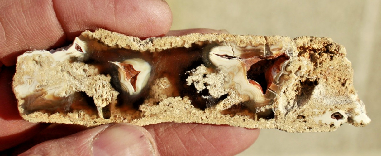 Polished Tampa Bay Fossil Coral Half • 4.0" Long/1.5 oz.