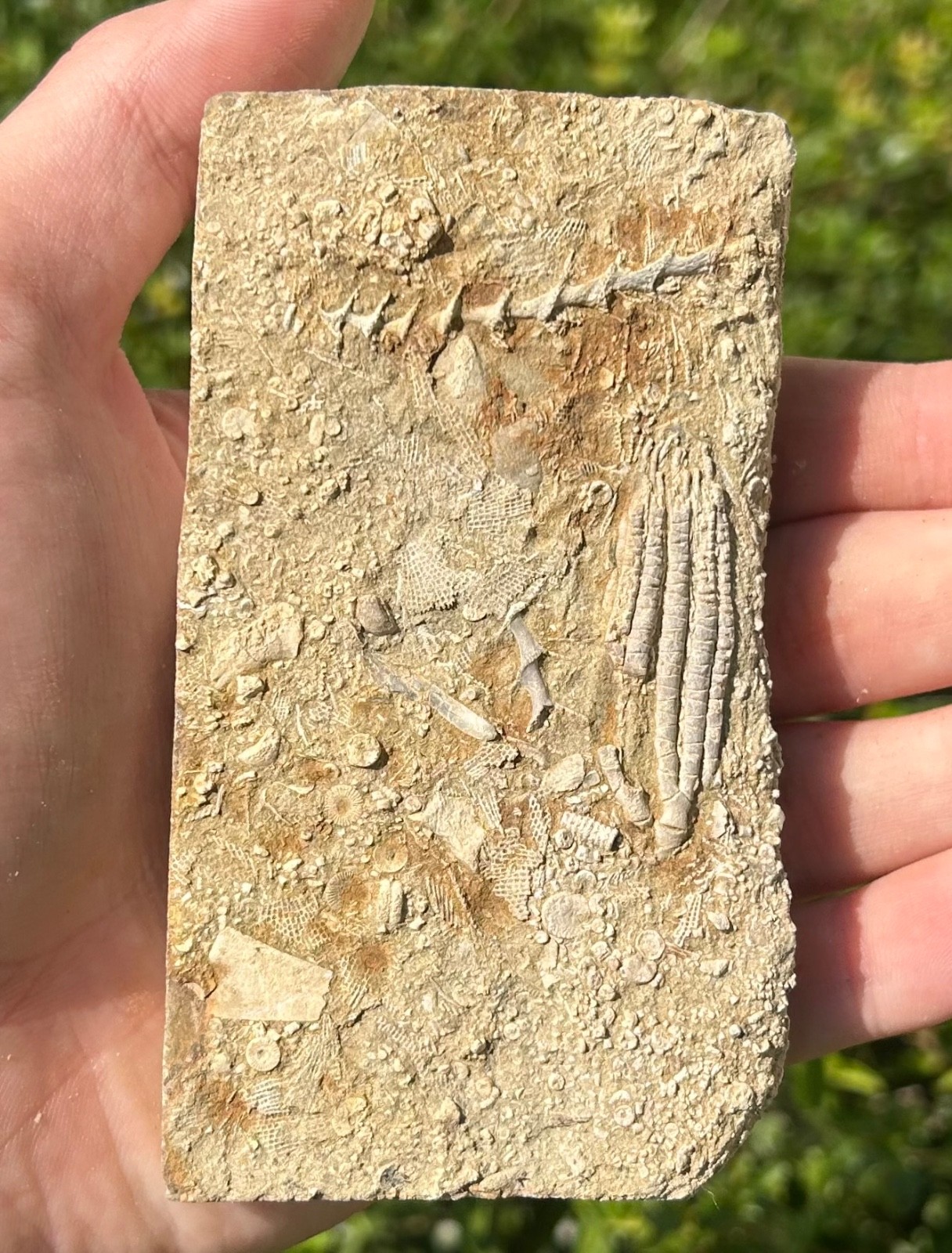 Fossil Crinoid in Matrix Aphelecrinus bayense Rare Alabama Mississippian Age