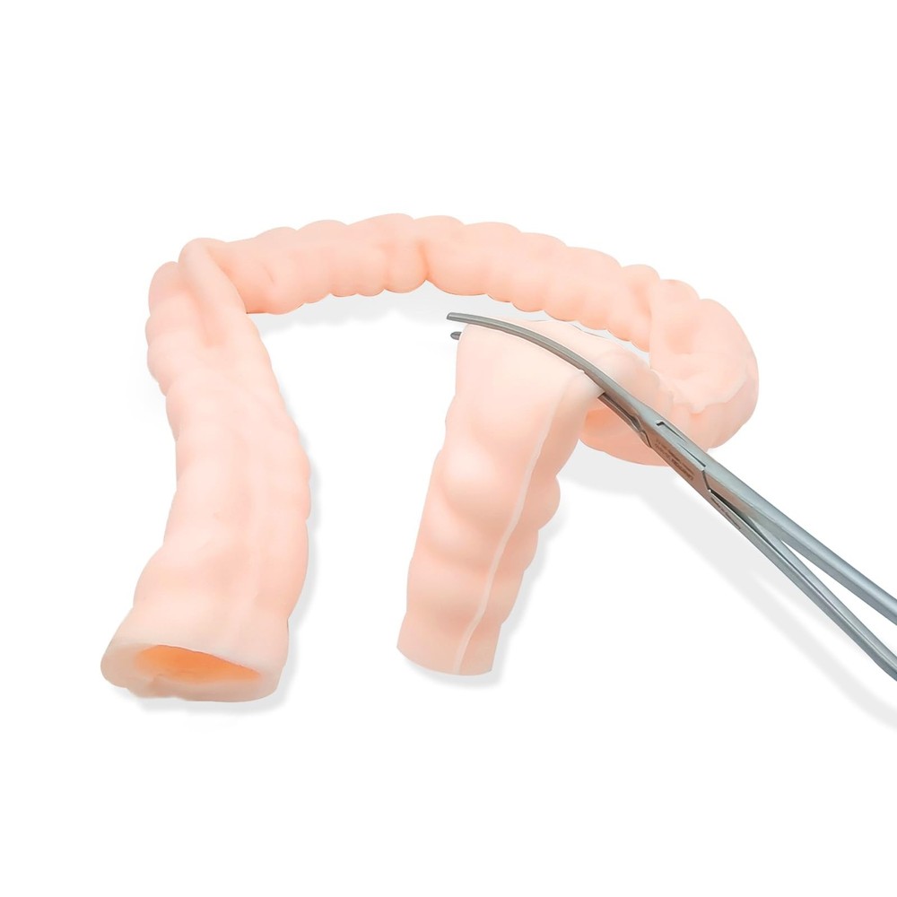 Large Intestine Model,Colon Suturing Practice,Electrocautery Practice, Unders...