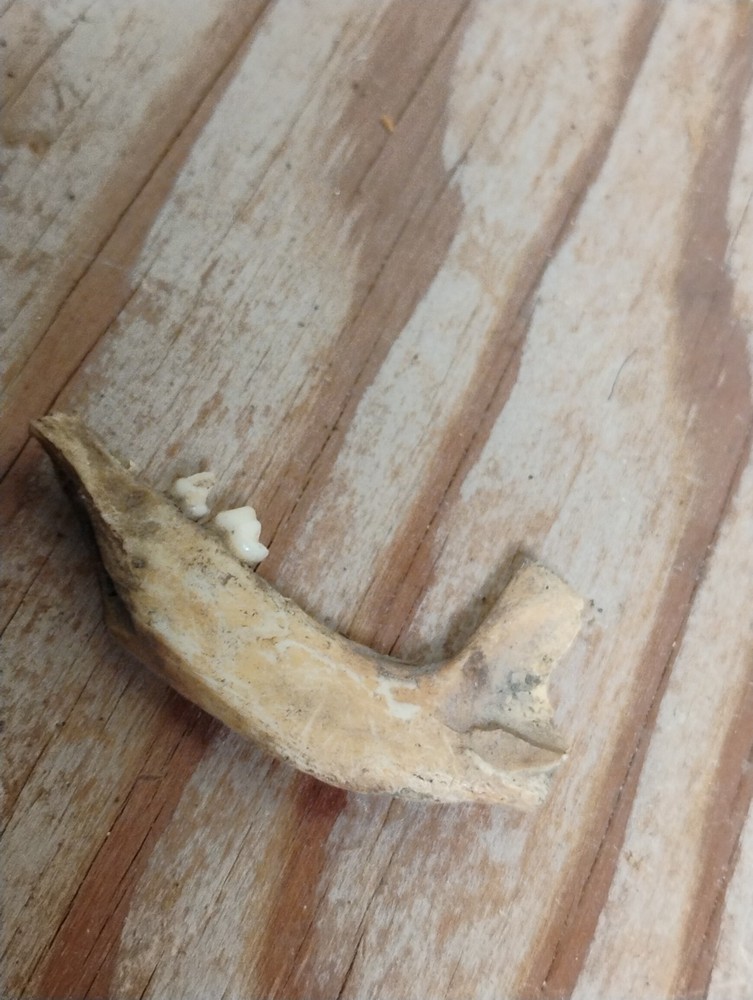 Partial Animal Skull & Jaw Bone Set