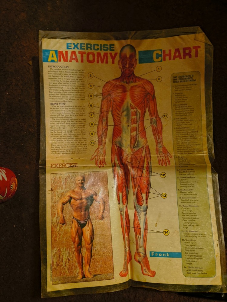 Vintage laminated exercise anatomy chart
