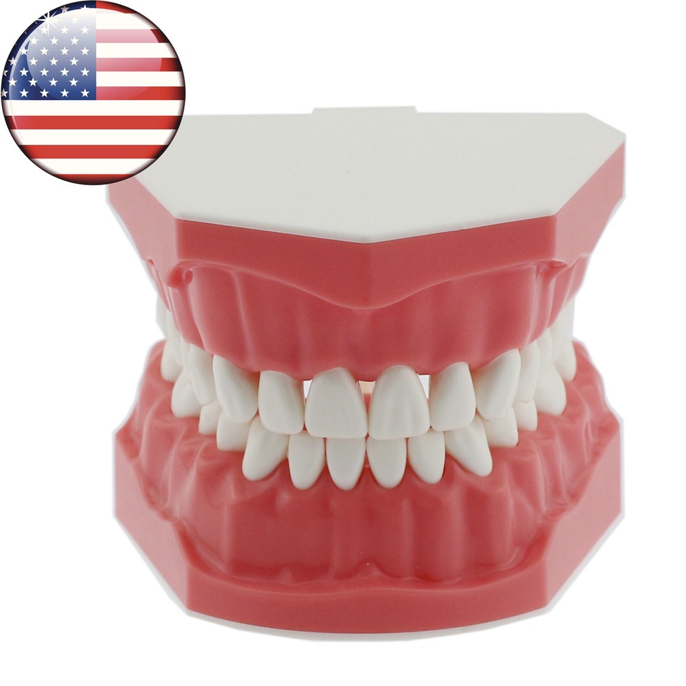 Dental 1:1 Model Brushing Flossing Practice Teeth Typodonts Model Teach Study