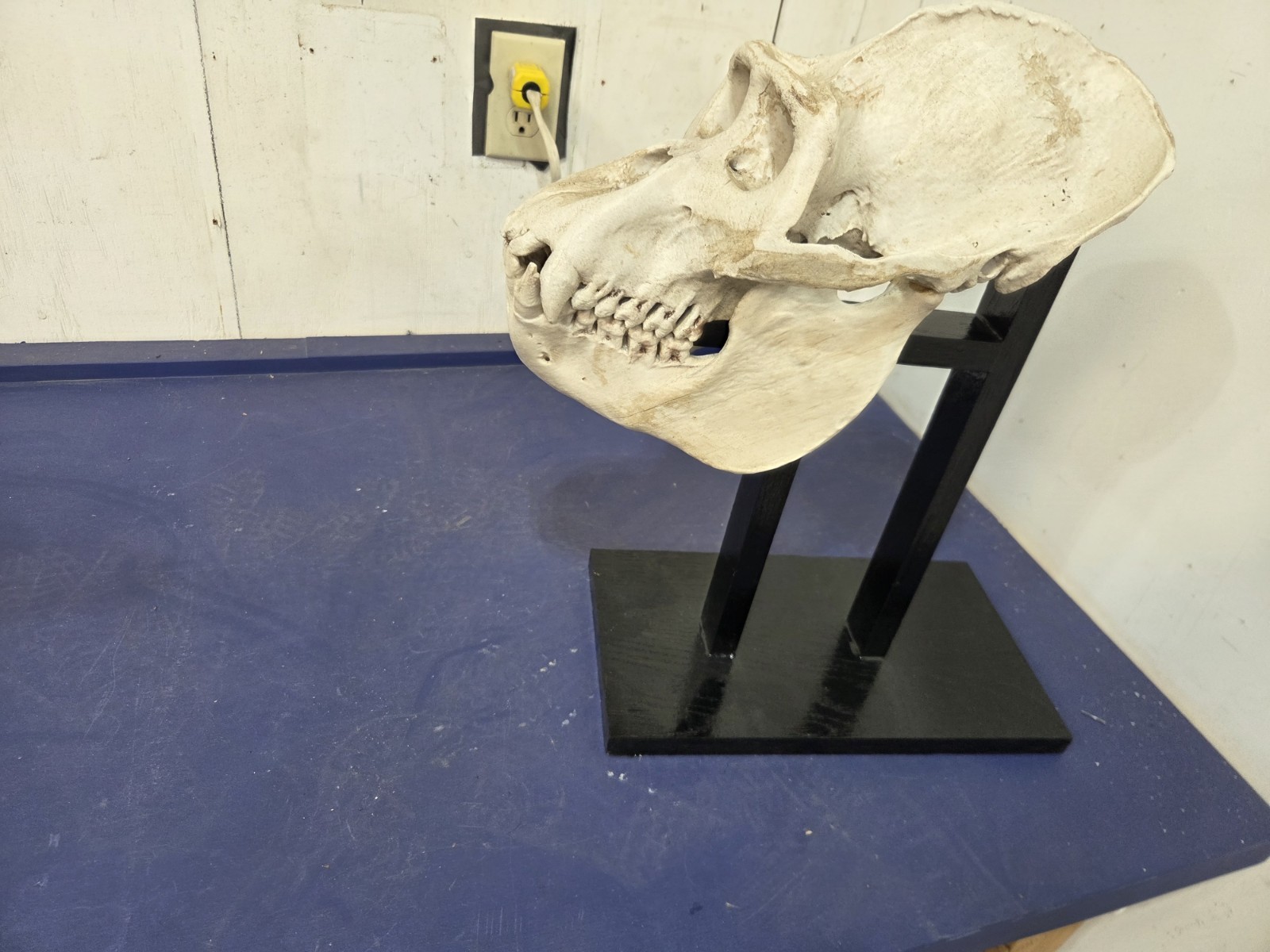 Gorilla Skull Replica Life Size, With Wood Stand.