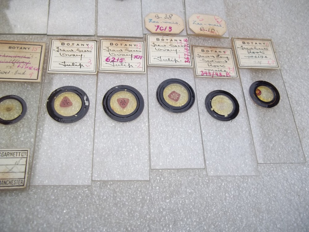 Vintage Glass Microscope Slides -