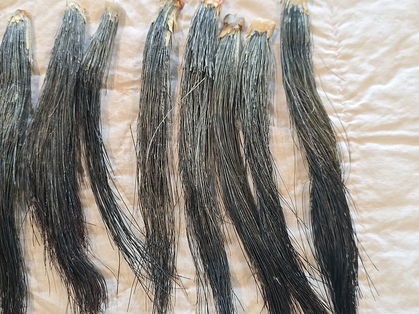 11 Fat Wild Turkey Beards Taxidermy Bird Crafts 6-9" #4