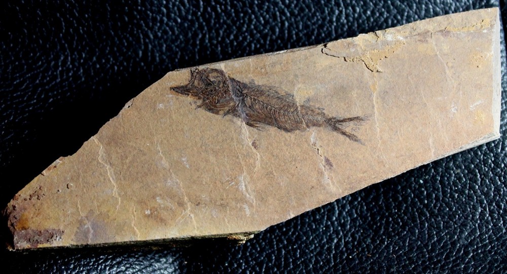 Serranus budensis - Very nice, big fossil fish