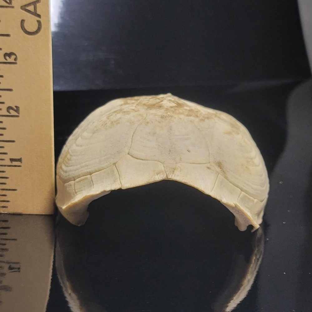 BLEACHED FOSSILIZED REPTILE BONE Skeleton TURTLE SHELL #1