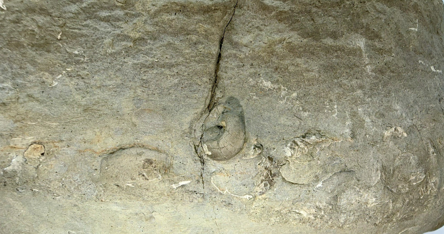 Large 31-lb Paleozoic Fossil Concretion w/Trilobite, Brachiopods, Gastropod poop