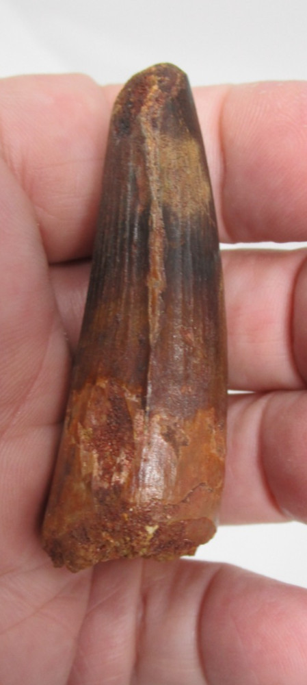 Cretaceous Spinosaurus Dinosaur Tooth Smooth Enamel