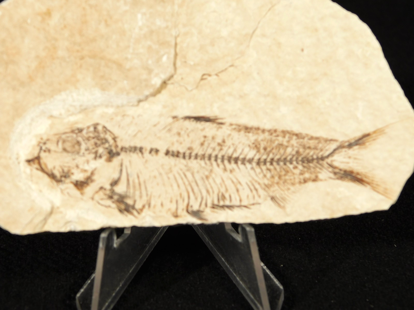 X-RAY BONES! Knightia FISH Fossil From Fossil Lake Wyoming 48.6gr