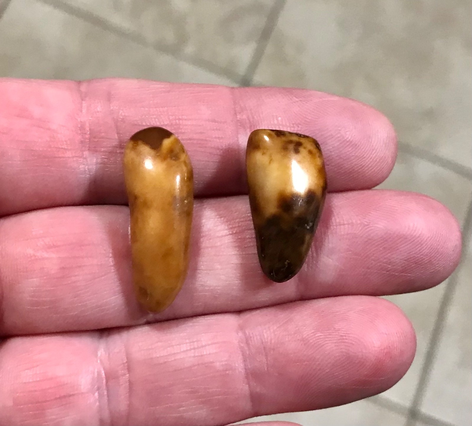 RARE,POLISHED W BEAUTIFUL UNCOMMON COLOR WALR_S TOOF FOSSILS