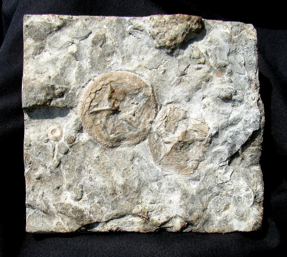 VERY NICE DOUBLE ISOROPHUSELLA  EDRIOASTEROID PLATE FROM ONTARIO, CANADA - COOL!