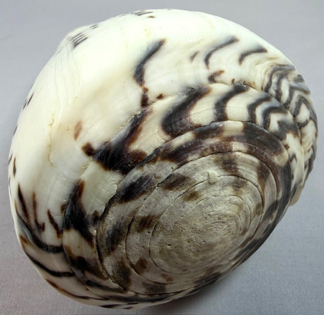 Large Conus Leopardus 129.6mm Cone Shell Indo-Pacific Collector with data